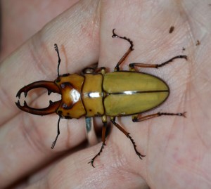 Observació insectes