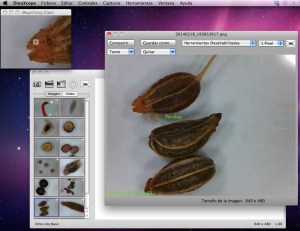 Taller microscòpia digital llavors