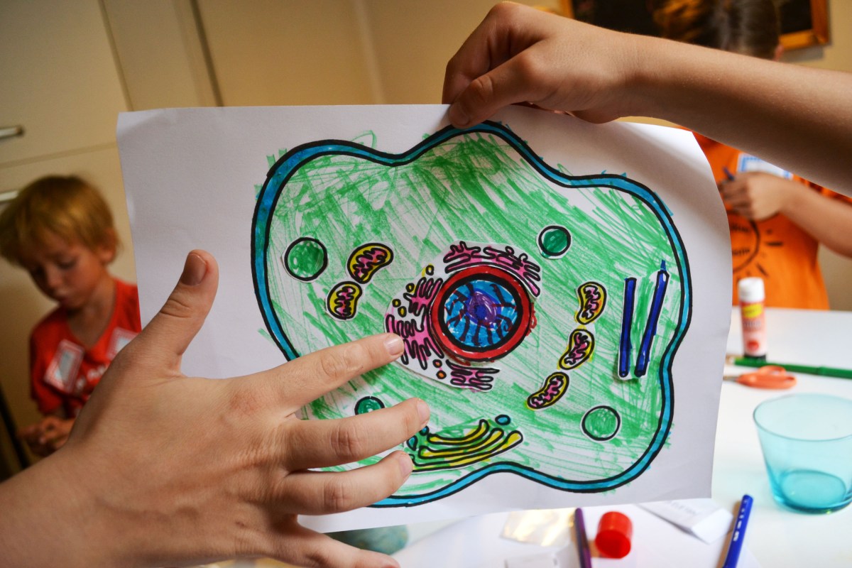 Cèl·lula, dibuix, taller, color