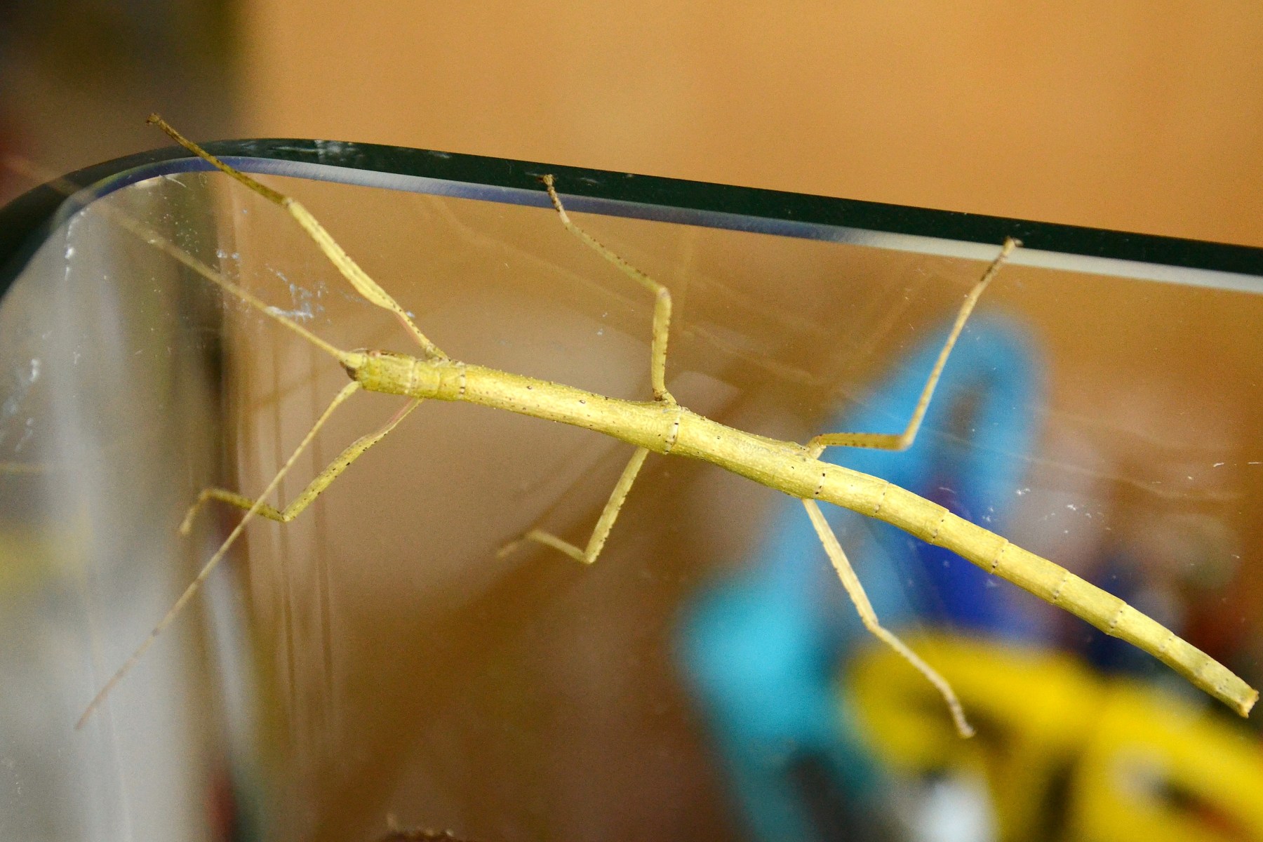 Insecte bastó (Carausius morosus)