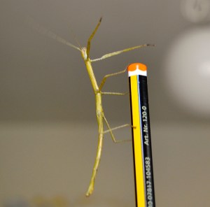 Insecte bastó (Carausius morosus)