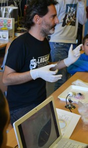 Dissecció d'un ull de bou