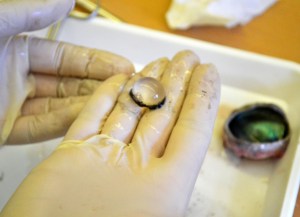 Dissecció d'un ull de bou