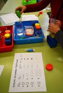 Taller de Química: gradient de densitat amb sucre.