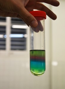 Taller de Química: gradient de densitat amb sucre.