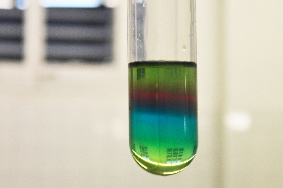 Taller de Química: gradient de densitat amb sucre.