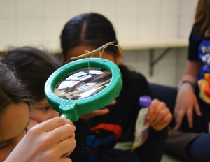 Estudiant els Insectes Pal (Carausius morosus)