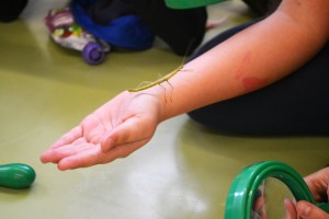 Estudiant els Insectes Pal (Carausius morosus) taller extraescolar zoologia