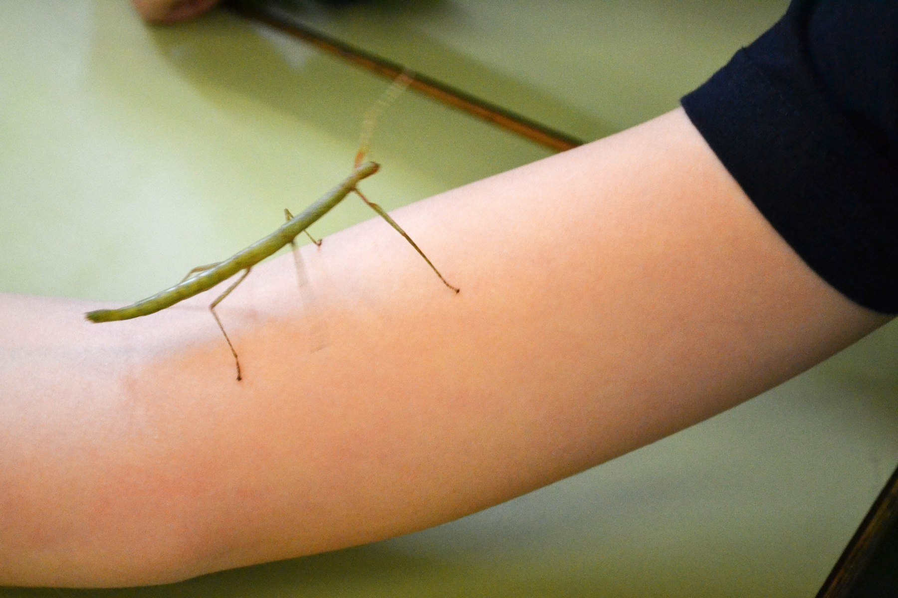 Estudiant Insectes Pal Carausius morosus taller extraescolar zoologia