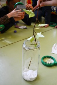 Estudiant els Insectes Pal (Carausius morosus) taller extraescolar zoologia