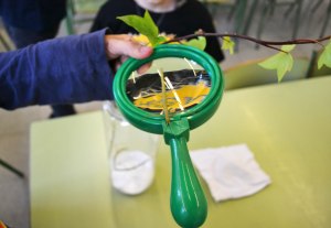 Estudiant els Insectes Pal (Carausius morosus) taller extraescolar zoologia