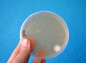 Taller de Microbiologia Extraescolars Barcelona