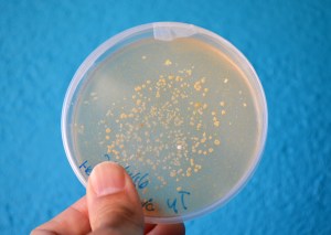 Taller de Microbiologia Extraescolars Barcelona