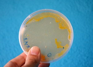 Taller de Microbiologia Extraescolars Barcelona