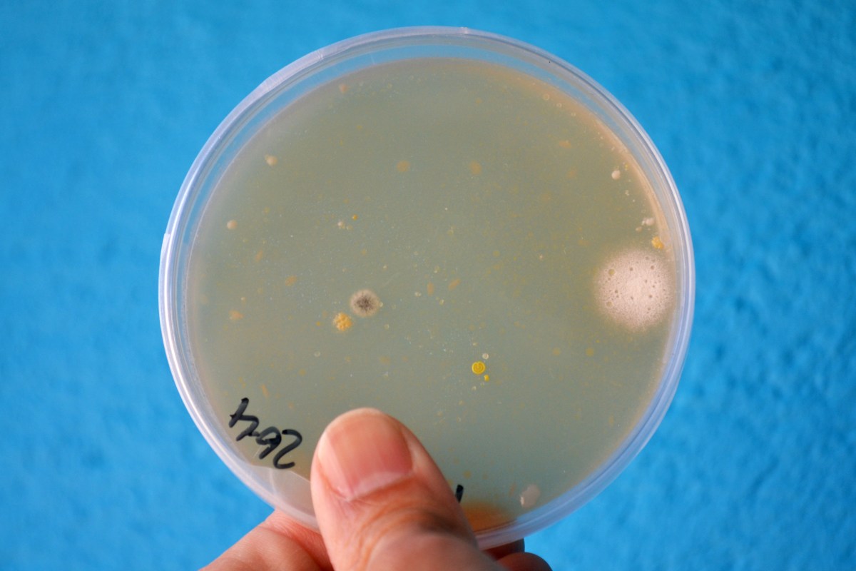 Taller de Microbiologia Extraescolars Barcelona