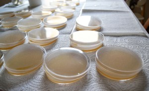 Plaques Petri - Taller Microbiologia