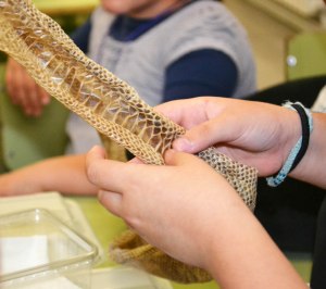 Muda d'una Boa Constrictor