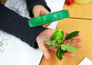 Tallers extraescolars - El món dels Insectes