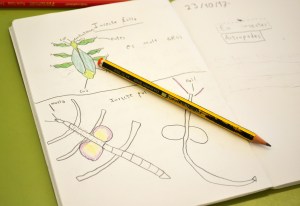 Tallers Extraescolars Ciència Artròpodes Insectes Barcelona