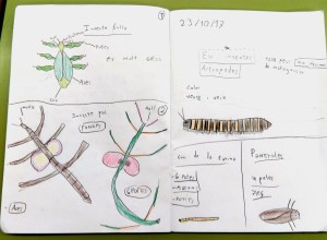 Tallers Extraescolars Ciència Artròpodes Insectes Barcelona