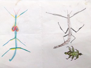 Tallers Extraescolars Ciència Artròpodes Insectes Barcelona