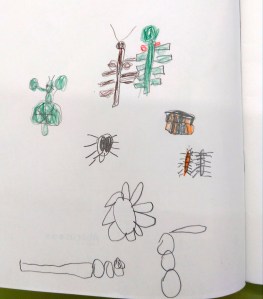 Tallers Extraescolars Ciència Artròpodes Insectes Barcelona