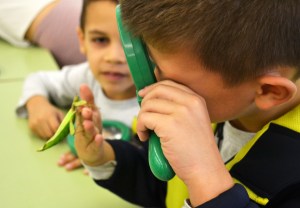Tallers Extraescolars Ciència Artròpodes Insectes Barcelona