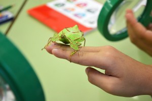Tallers Extraescolars Ciència Artròpodes Insectes Barcelona