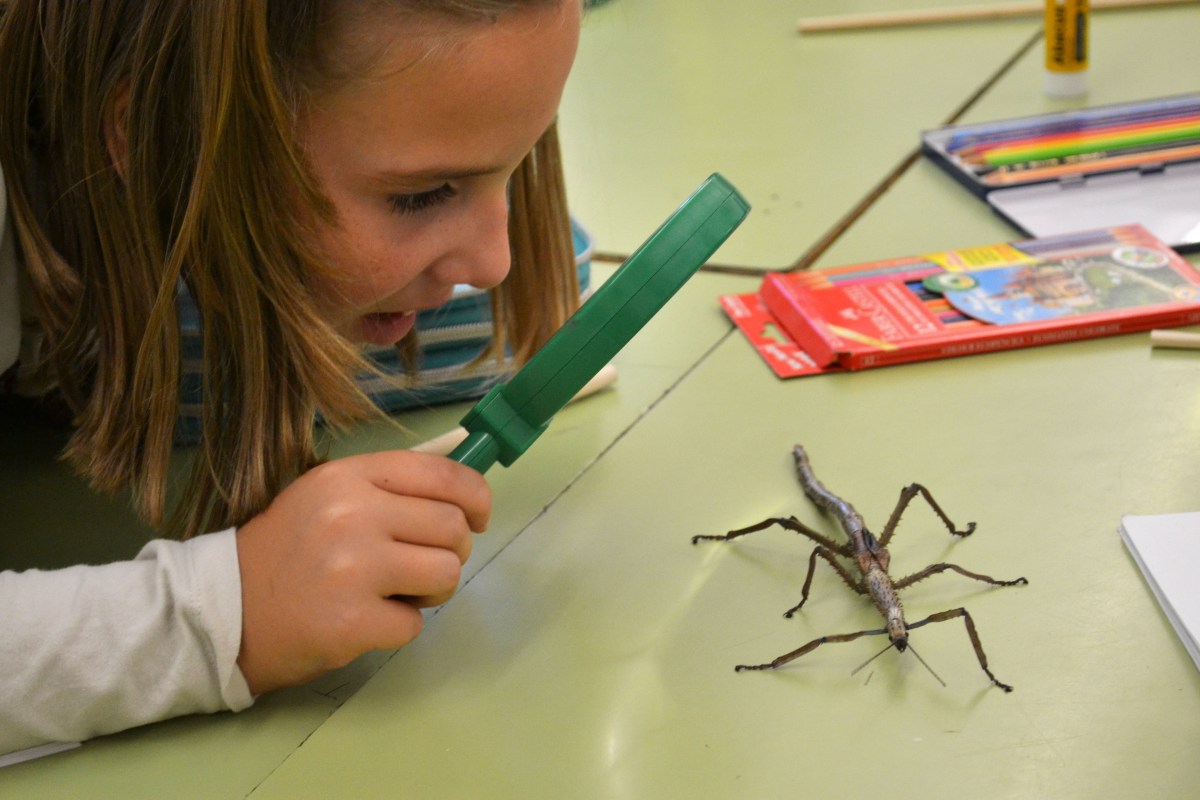 Tallers Extraescolars Ciència Artròpodes Insectes Achrioptera fallax Barcelona