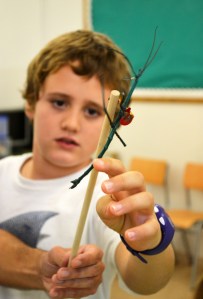 Tallers Extraescolars Ciència Artròpodes Insectes Achrioptera fallax Barcelona