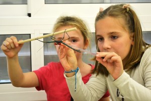 Tallers Extraescolars Ciència Artròpodes Insectes Achrioptera fallax Barcelona
