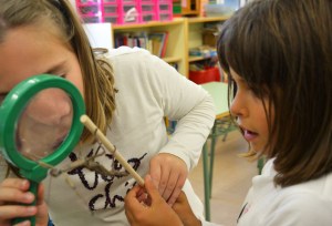 Tallers Extraescolars Ciència Artròpodes Insectes Achrioptera fallax Barcelona