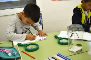 Tallers Extraescolars Ciència Artròpodes Insectes Barcelona