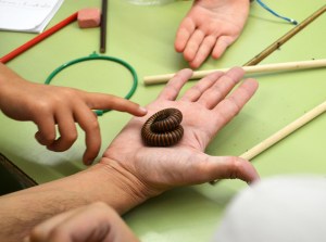 Tallers Extraescolars Ciència Artròpodes Miriàpodes Barcelona