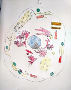 Tallers Extraescolars Ciència ADN Barcelona