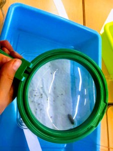 Tallers Extraescolars Ciència Etologia Crustacis Isòpodes Barcelona