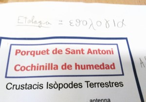 Tallers Extraescolars Ciència Etologia Crustacis Isòpodes Barcelona