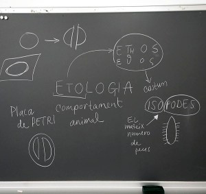 Tallers Extraescolars Ciència Etologia Crustacis Isòpodes Barcelona
