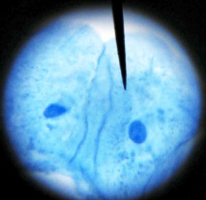 Taller de Biologia Cel·lular Microscòpia Extraescolars Barcelona