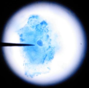Taller de Biologia Cel·lular Microscòpia Extraescolars Barcelona