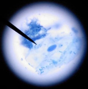 Taller de Biologia Cel·lular Microscòpia Extraescolars Barcelona