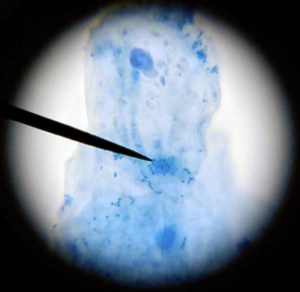 Taller de Biologia Cel·lular Microscòpia Extraescolars Barcelona