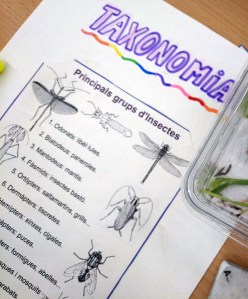 Tallers Extraescolars Ciència Taxonomia Insectes Barcelona