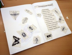 Tallers Extraescolars Ciència Taxonomia Insectes Barcelona