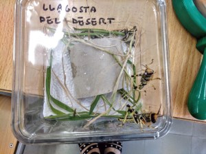 Tallers Extraescolars Ciència Taxonomia Insectes Barcelona