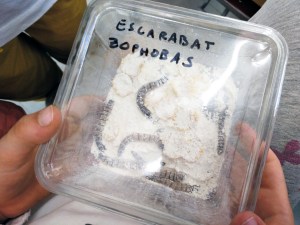 Tallers Extraescolars Ciència Taxonomia Insectes Barcelona