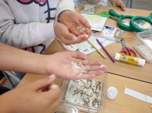 Tallers Extraescolars Ciència Taxonomia Insectes Barcelona