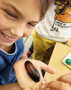 Tallers Extraescolars Ciència Taxonomia Insectes Barcelona