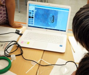 Taller Microscòpia Món microscòpic aquàtic Extraescolars Barcelona