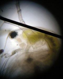 Taller Microscòpia Món microscòpic aquàtic Extraescolars Barcelona